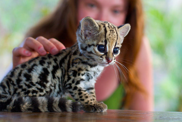 Cute Baby Animals To Cheer You Up!