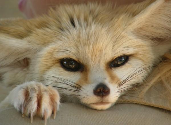 Cute Baby Animals To Cheer You Up!