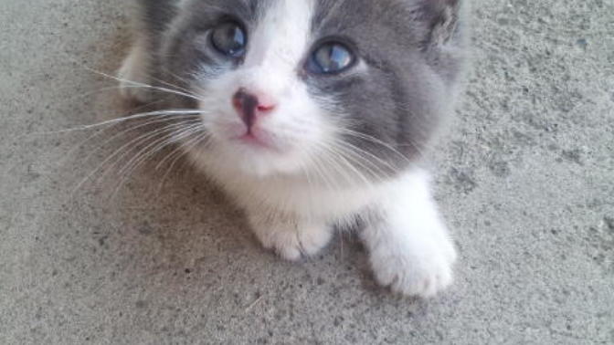 Cute Baby Animals To Cheer You Up!