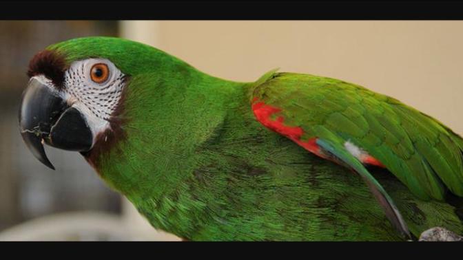 My Top Ten Favorite Animals
