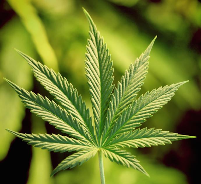 I Think Recreational Weed Is Okay!