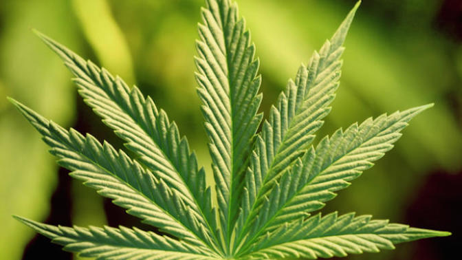 I Think Recreational Weed Is Okay!