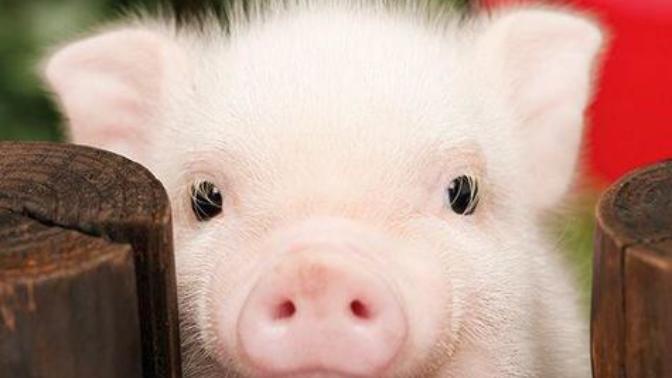 An Open Letter To The People Who've Called Me "Piggy"