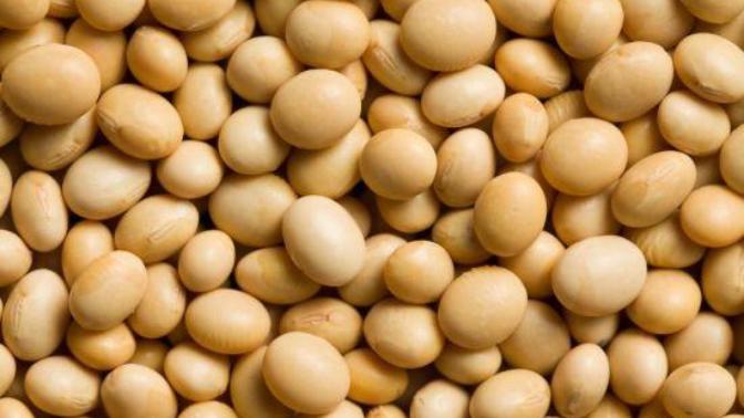 The Vegan's Best Buddy, Soybean.