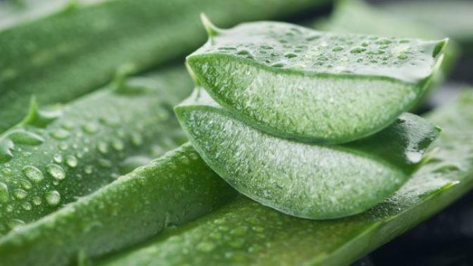 Health Benefits of Aloe Vera (The Miracle Plant)