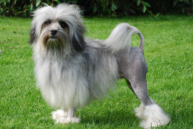 World's Most Expensive Dog Breeds