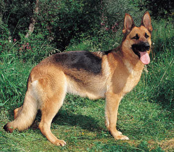 World's Most Expensive Dog Breeds