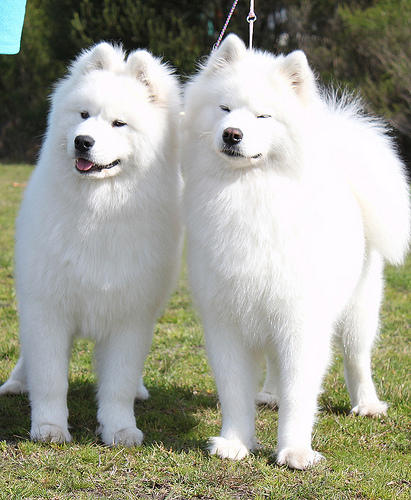 World's Most Expensive Dog Breeds