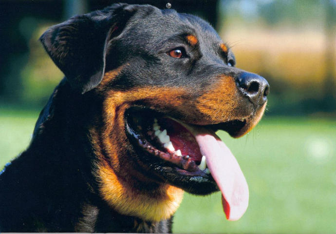 World's Most Expensive Dog Breeds