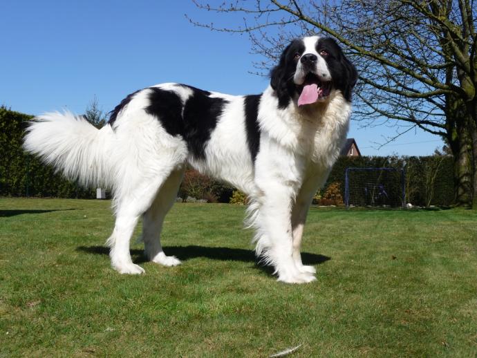 World's Most Expensive Dog Breeds