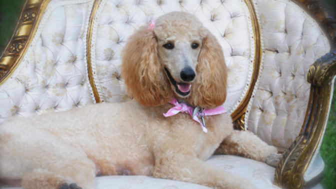 World's Most Expensive Dog Breeds
