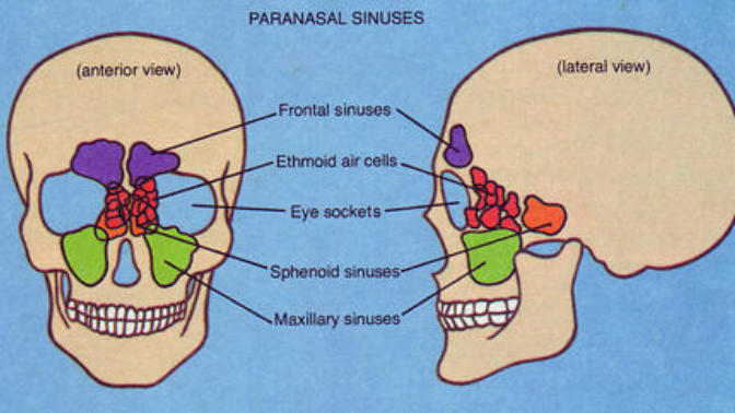 Azrial's Anatomy: Today, We Learn About the Respiratory System