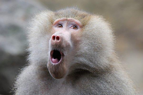 10 of the Best Insults Ever: Use Them Wisely