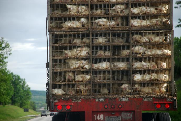 Why You Should Go Vegan
