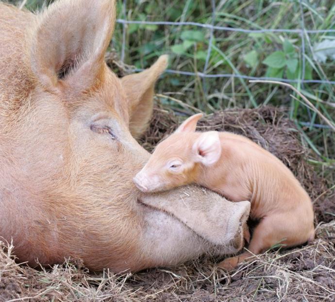 Why You Should Go Vegan