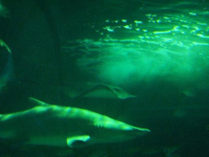 My First Time Leaving Home: From the Island to the Mainland