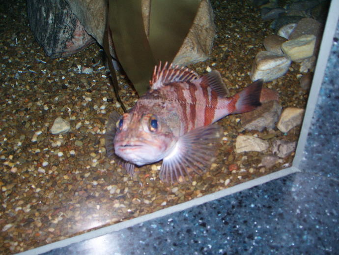 My First Time Leaving Home: From the Island to the Mainland