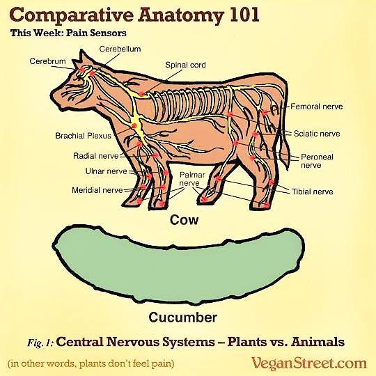 10 Things I Hate About Meat Eaters
