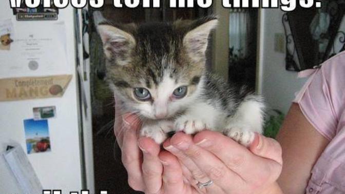 8 Pieces of Evidence that Prove Cats are EVIL