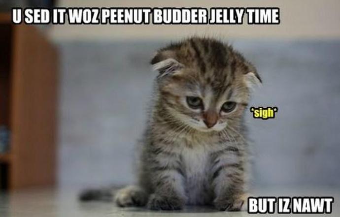 Feeling Down? Here's A Bunch of Funny Cat Memes to Brighten Your Day