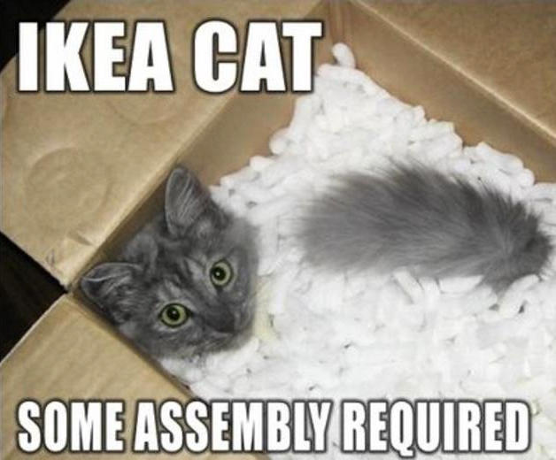 Feeling Down? Here's A Bunch of Funny Cat Memes to Brighten Your Day