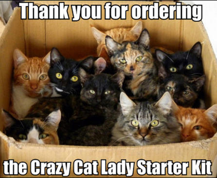 Feeling Down? Here's A Bunch of Funny Cat Memes to Brighten Your Day