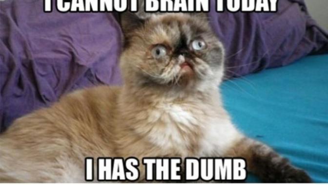 Feeling Down? Here's A Bunch of Funny Cat Memes to Brighten Your Day