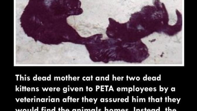 There Is So Much More To Hating PETA Other Than "Annoying Vegans"