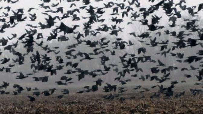 Poetry Corner: "Murder"