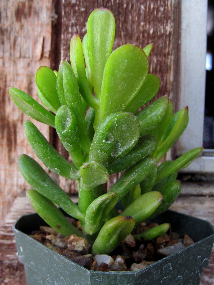 Weird and Wonderful Houseplants: Talk About "Going Green"