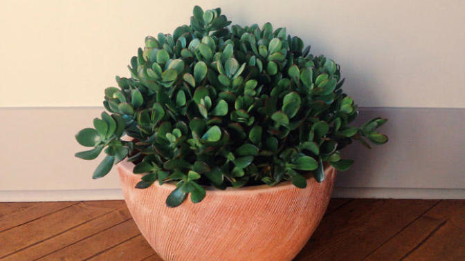 Weird and Wonderful Houseplants: Talk About "Going Green"
