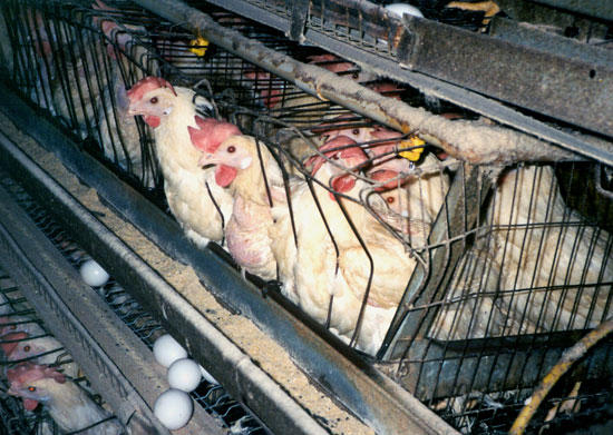 Meat Eating vs. Veganism: A Detailed Rant
