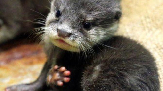 15 Adorable Animals To Help You Get Through Your Week