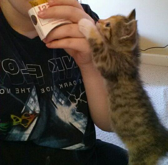 Is Your Cat An A**hole? Because Mine Is