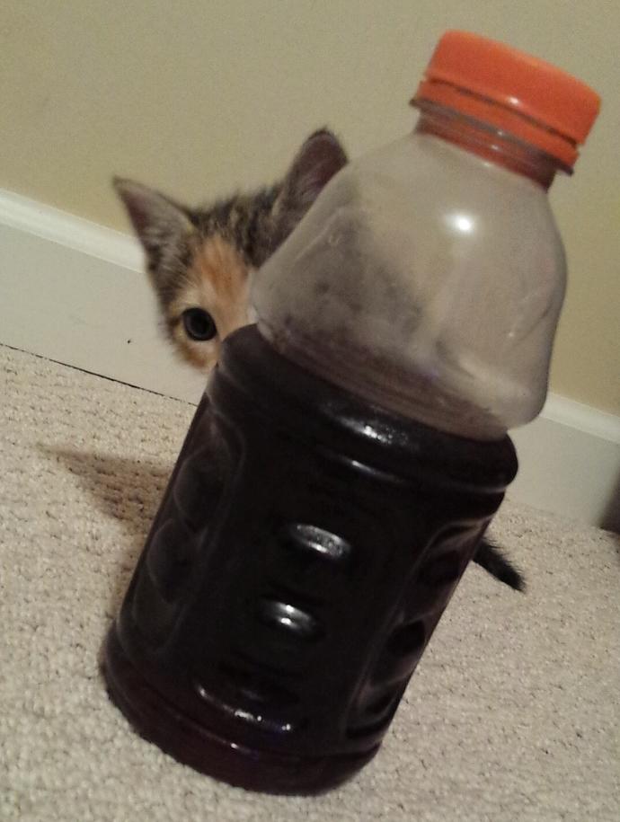 Is Your Cat An A**hole? Because Mine Is