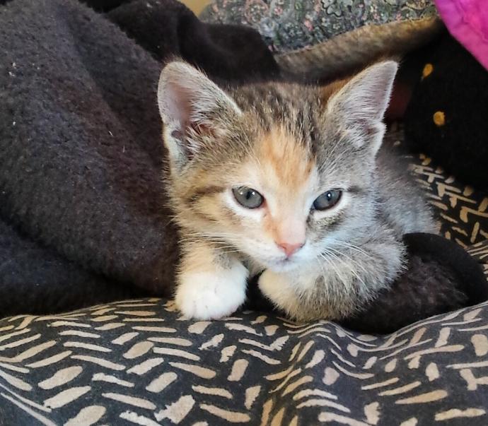 Is Your Cat An A**hole? Because Mine Is.