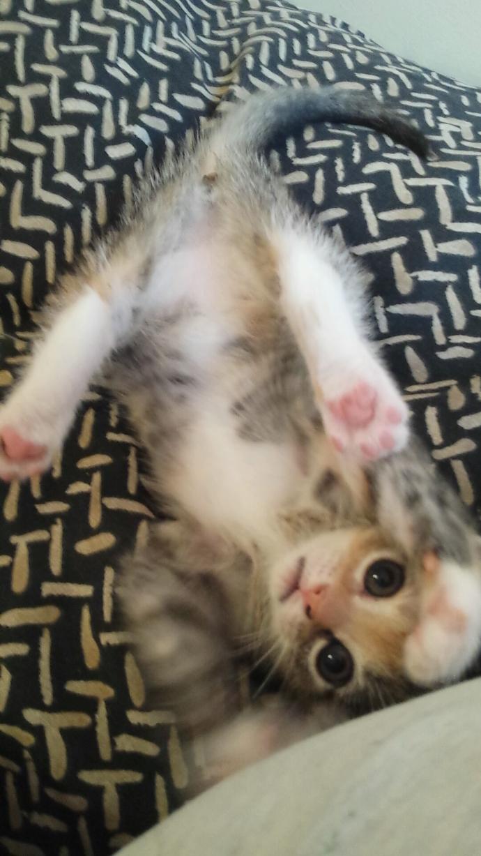 Is Your Cat An A**hole? Because Mine Is