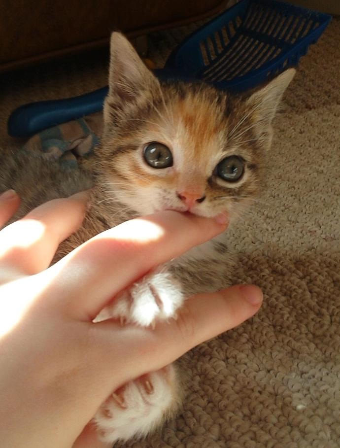 Is Your Cat An A**hole? Because Mine Is
