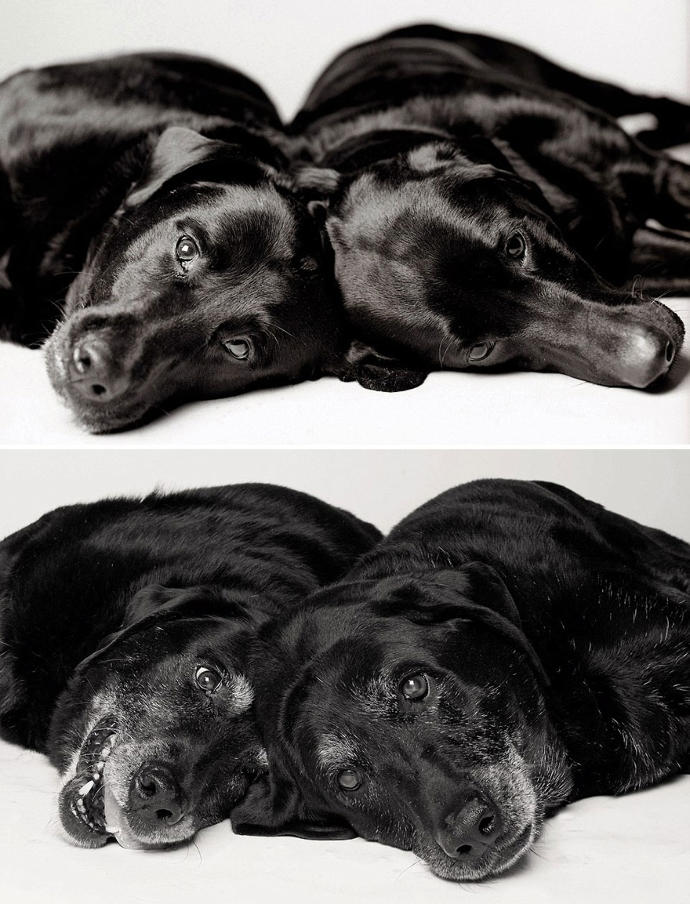 Looks Fade: Heartwarming Photos of Aging Dogs