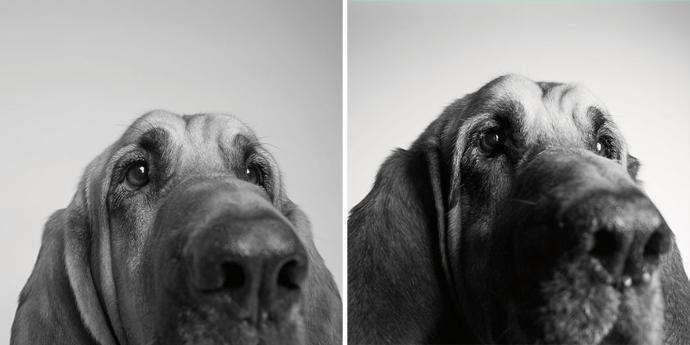Looks Fade: Heartwarming Photos of Aging Dogs