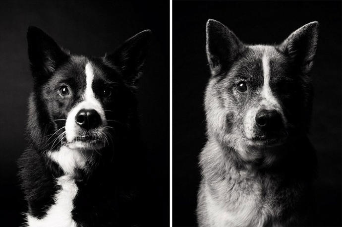 Looks Fade: Heartwarming Photos of Aging Dogs