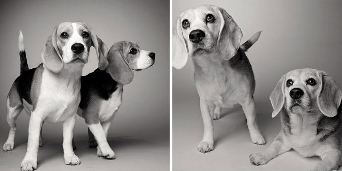 Looks Fade: Heartwarming Photos of Aging Dogs