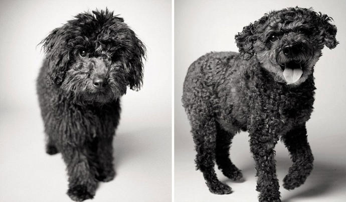 Looks Fade: Heartwarming Photos of Aging Dogs