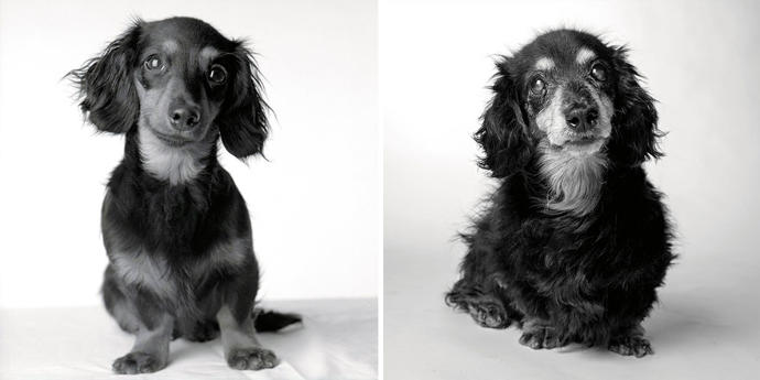 Looks Fade: Heartwarming Photos of Aging Dogs