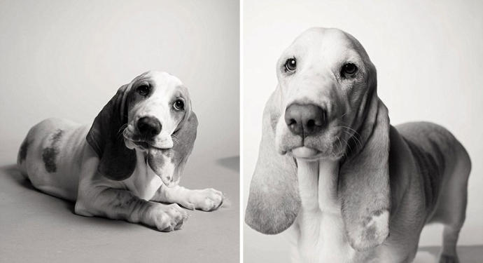 Looks Fade: Heartwarming Photos of Aging Dogs