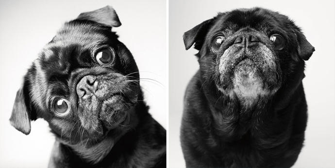 Looks Fade: Heartwarming Photos of Aging Dogs