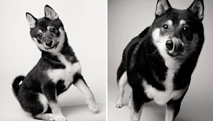 Looks Fade: Heartwarming Photos of Aging Dogs