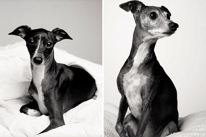 Looks Fade: Heartwarming Photos of Aging Dogs