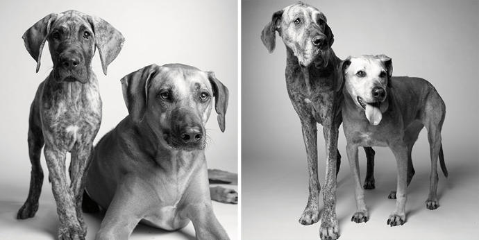 Looks Fade: Heartwarming Photos of Aging Dogs