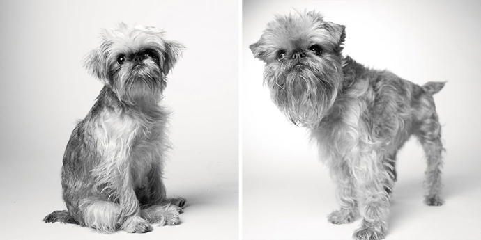 Looks Fade: Heartwarming Photos of Aging Dogs